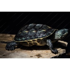 Tortuga de agua - Ocadia Sinensis - mauremys sinensis